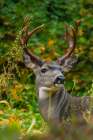 Black-tailed deer buck Art Print